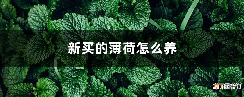 新买的薄荷怎么养