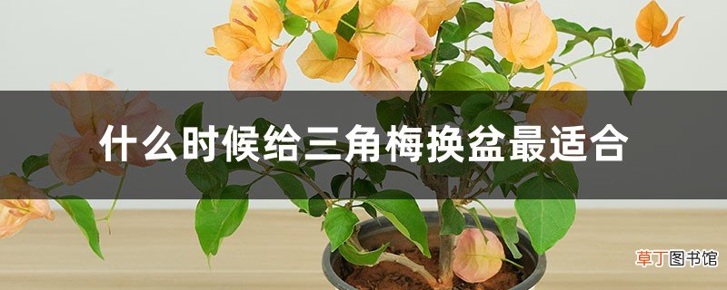 什么时候给三角梅换盆最适合,换盆后怎么养护