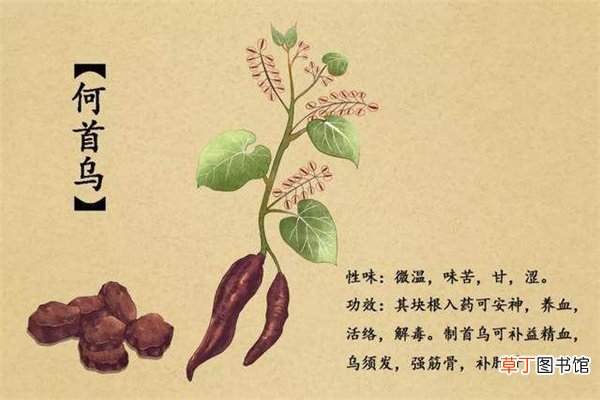 何首乌中草药洗发水能黑发吗