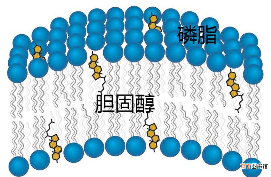 胆固醇是吃进去的吗-生活小知识