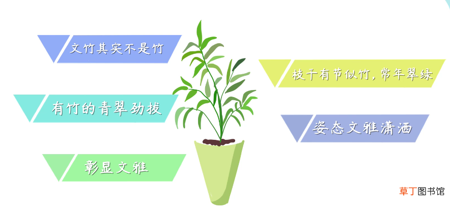 文竹花语