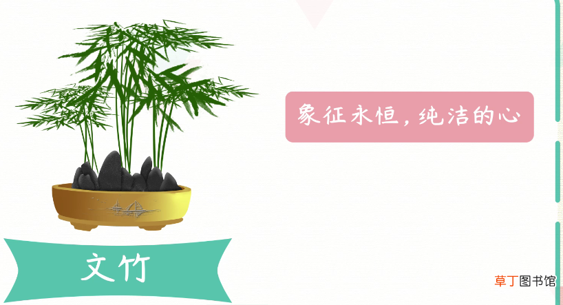 文竹花语