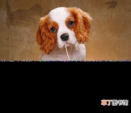 狗狗长期没驱虫什么症状 狗体内驱虫多久一次