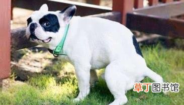 狗狗长期没驱虫什么症状 狗体内驱虫多久一次