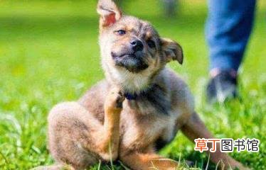 狗狗长期没驱虫什么症状 狗体内驱虫多久一次