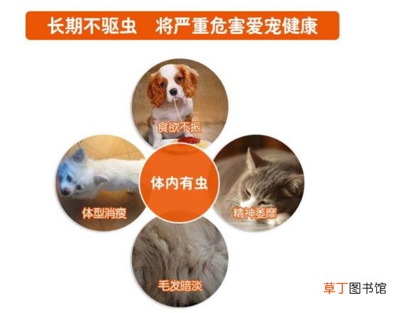 狗狗长期没驱虫什么症状 狗体内驱虫多久一次