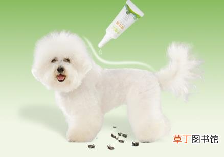 狗狗长期没驱虫什么症状 狗体内驱虫多久一次