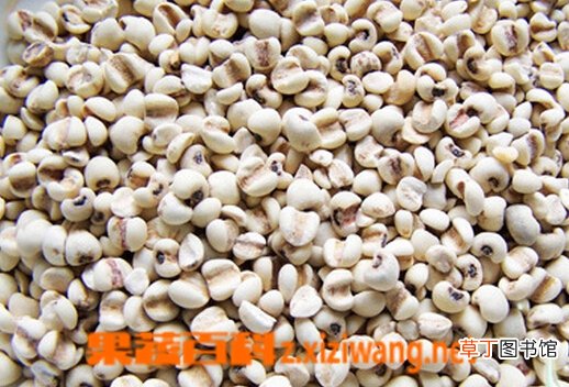怎么挑选好的薏米
