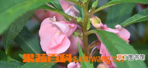 指甲花的功效与作用 指甲花的食用禁忌