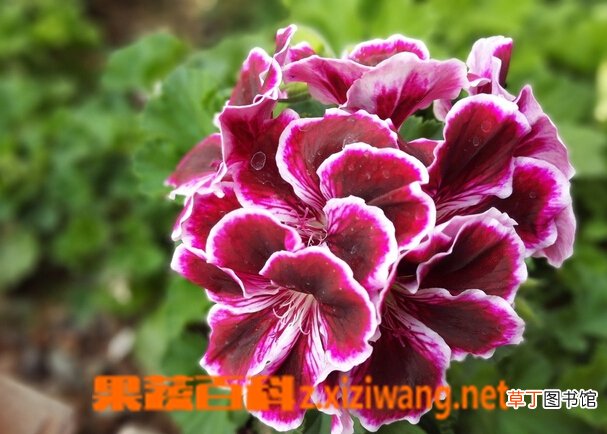 天竺葵的养殖方法 天竺葵的繁殖方法