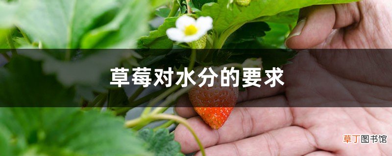 草莓对水分的要求