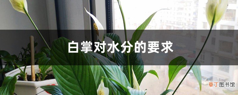 白掌对水分的要求
