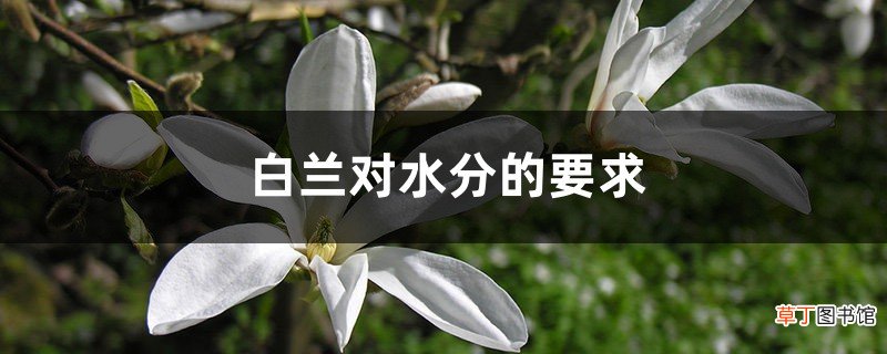 白兰对水分的要求