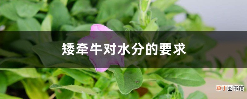 矮牵牛对水分的要求