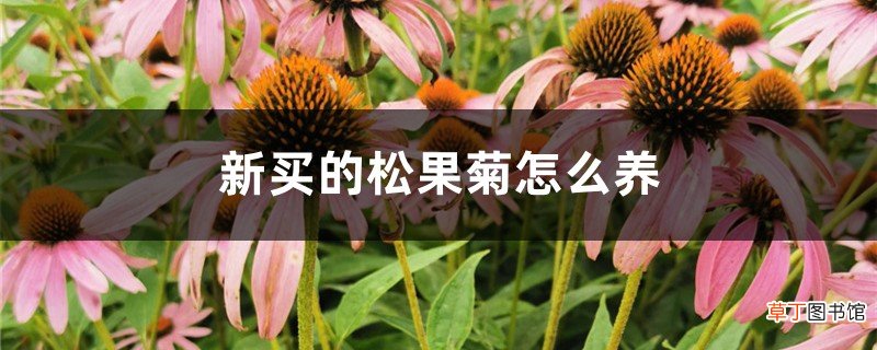 新买的松果菊怎么养