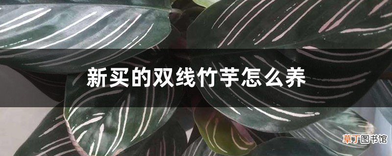 新买的双线竹芋怎么养