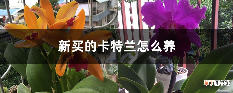 新买的卡特兰怎么养