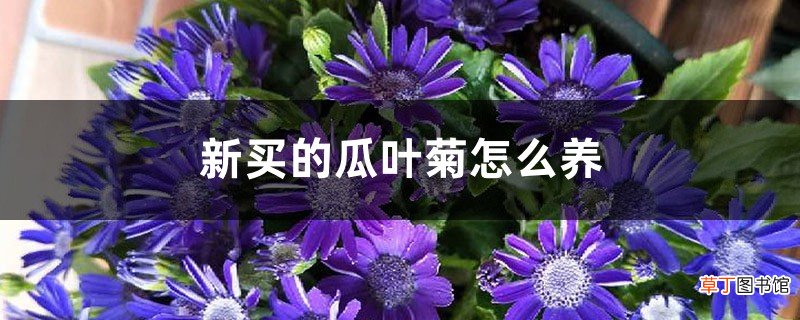 新买的瓜叶菊怎么养