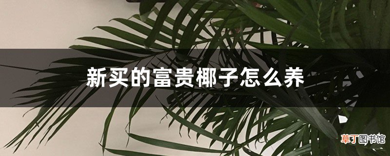 新买的富贵椰子怎么养