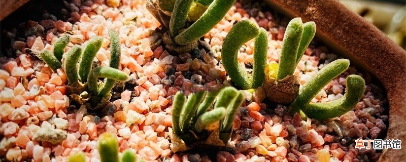 新买的碧光环怎么养