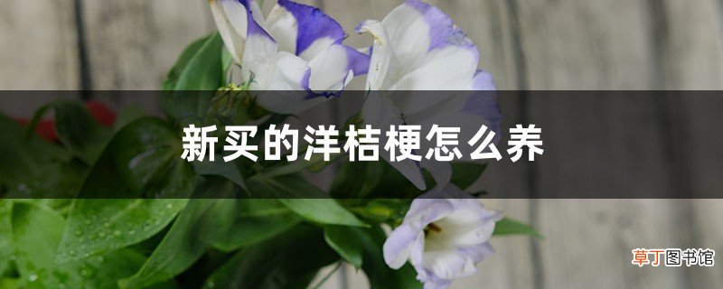 新买的洋桔梗怎么养