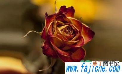 玫瑰花束枯萎了直接扔吗 玫瑰枯萎了怎么处理不想扔掉