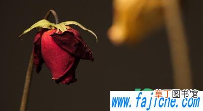 玫瑰花束枯萎了直接扔吗 玫瑰枯萎了怎么处理不想扔掉
