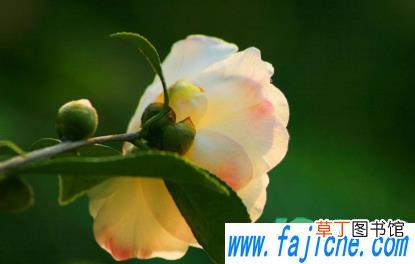 茶花容易种活吗 怎么看茶花有没有种活