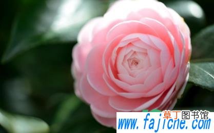 茶花容易种活吗 怎么看茶花有没有种活