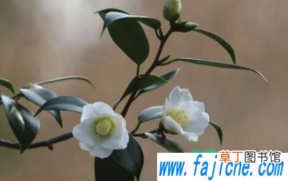 茶花容易种活吗 怎么看茶花有没有种活