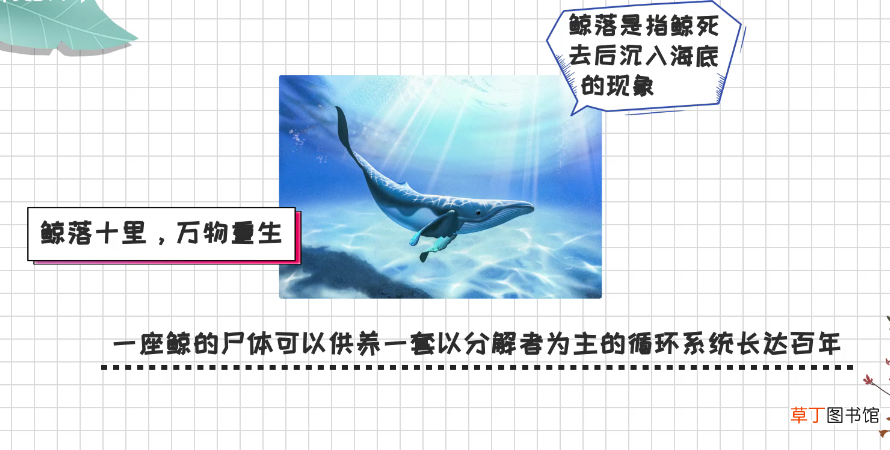 鲸落是什么意思