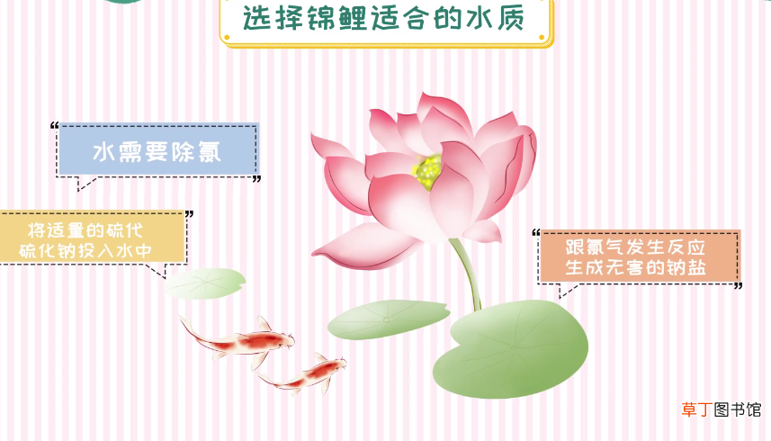 锦鲤鱼怎么养