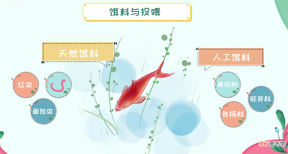 锦鲤鱼怎么养