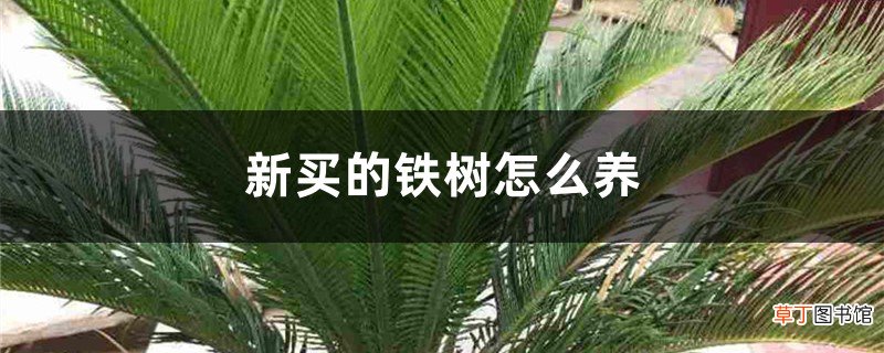 新买的铁树怎么养