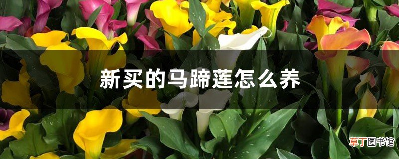 新买的马蹄莲怎么养