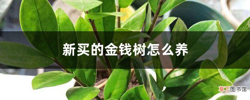 新买的金钱树怎么养