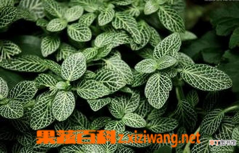 网纹草如何养殖 网纹草的养殖方法详解