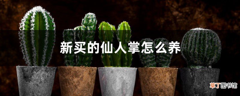 新买的仙人掌怎么养