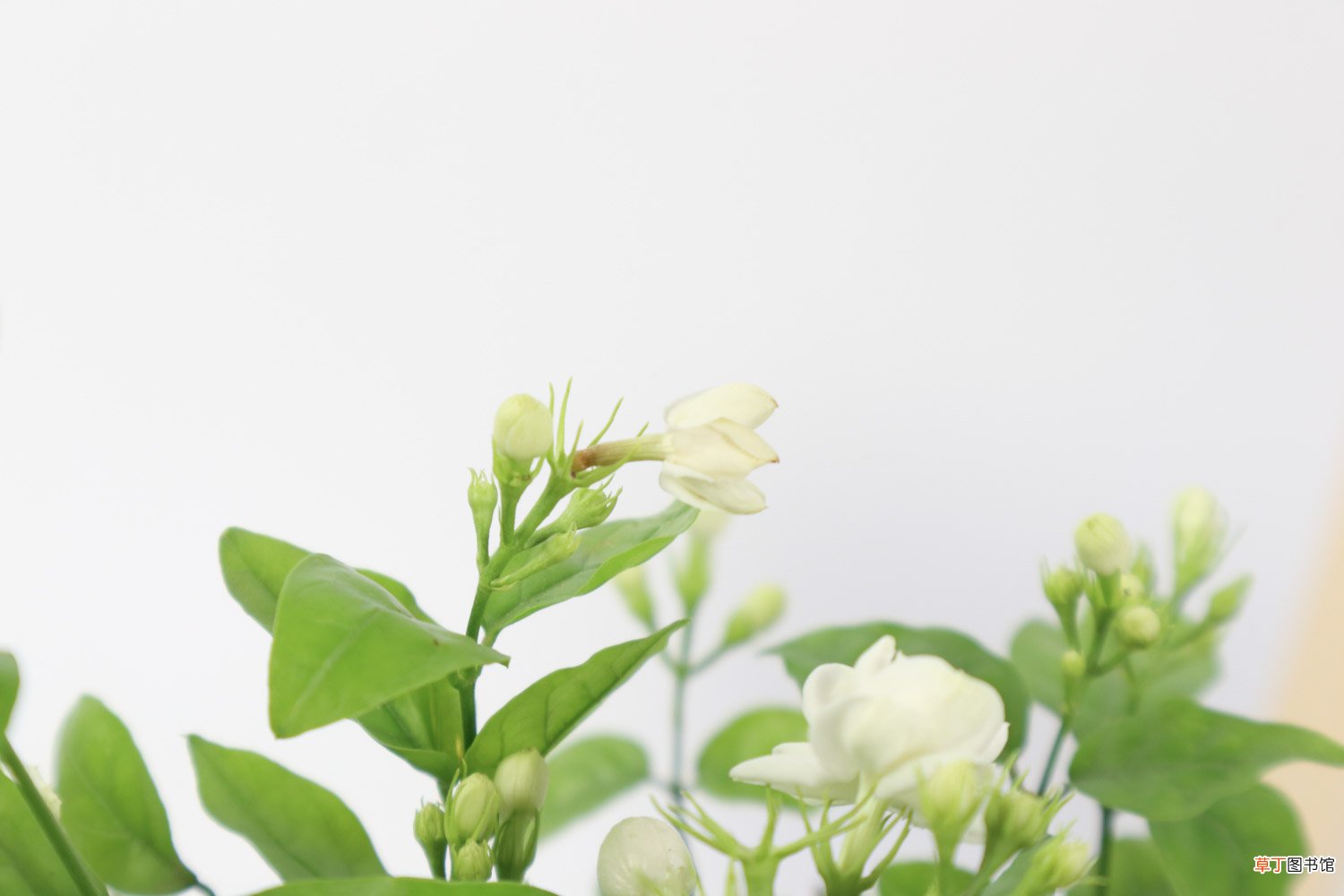 新买的茉莉花怎么养