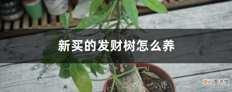 新买的发财树怎么养