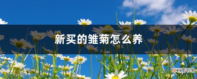 新买的雏菊怎么养