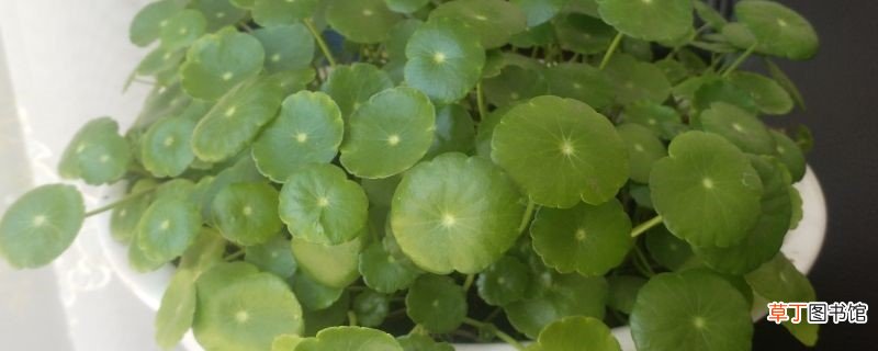 水养金钱草可行吗，如何水养金钱草