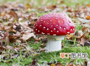 春季采蘑菇要当心 误食毒蘑菇进入高发期