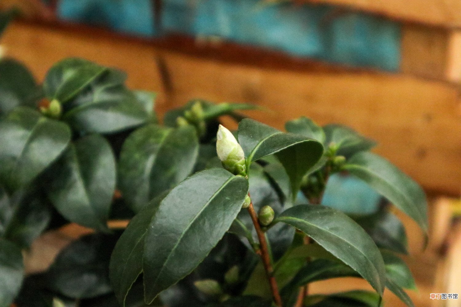 盆栽山茶花怎样浇水，用什么土最好