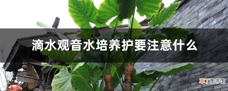 滴水观音水培养护要注意什么，水培的优点