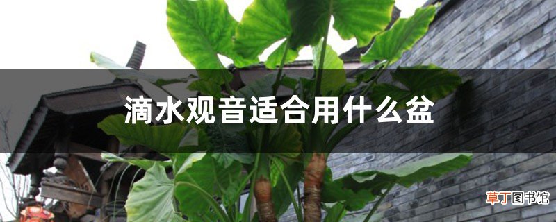 滴水观音适合用什么盆，适合用什么土