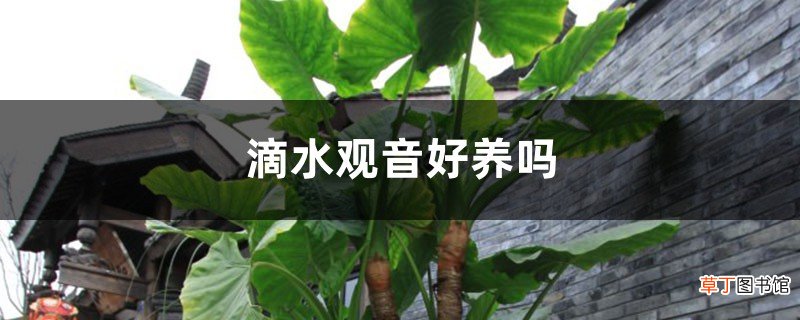 滴水观音好养吗，滴水观音的养护方法