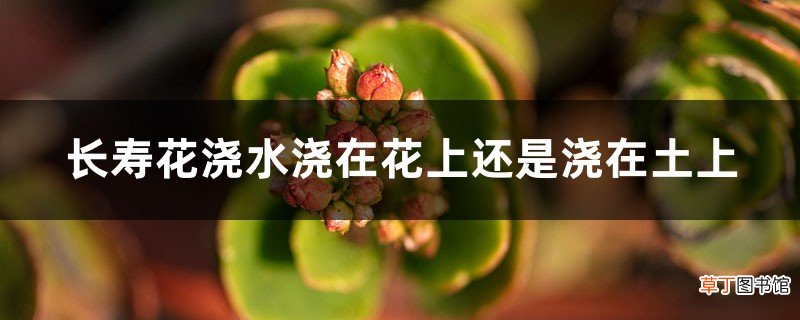 长寿花浇水浇在花上还是浇在土上，浇水多了杆发黑了怎么办