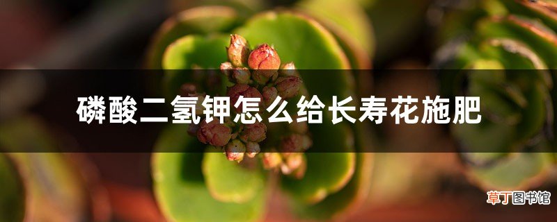 磷酸二氢钾怎么给长寿花施肥，施肥技巧