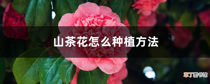山茶花怎么种植方法，山茶花种植时间